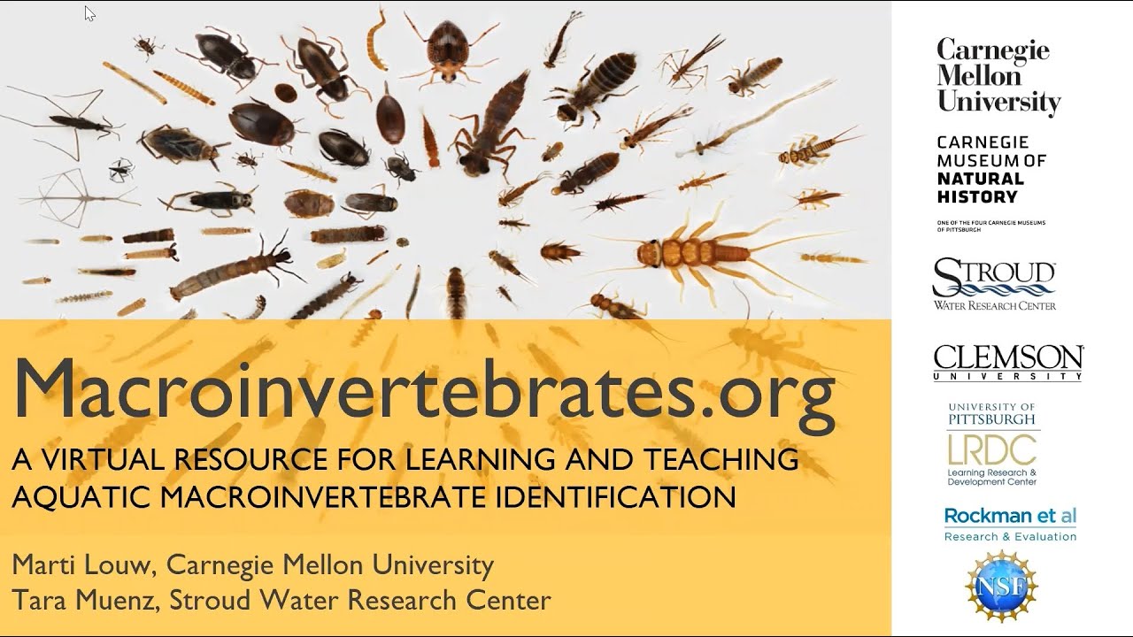 Macroinvertebrates.org: A Virtual Resource for Teaching and Learning ID ...