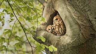 Tawny Owls in The Netherlands