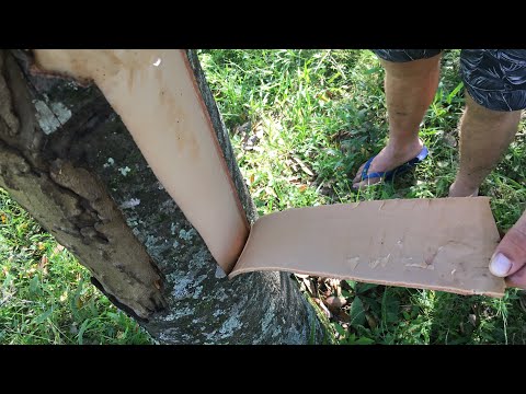Vídeo: Cuidados com árvores de sassafrás - Dicas para o cultivo de árvores de sassafrás