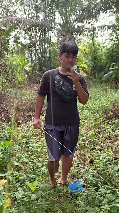 The first strike of the catfish