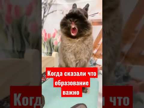 Важно ли образование? #школа #учеба #юмор #шарага #уроки #егэ #огэ #шутки #приколы #смех #ржака