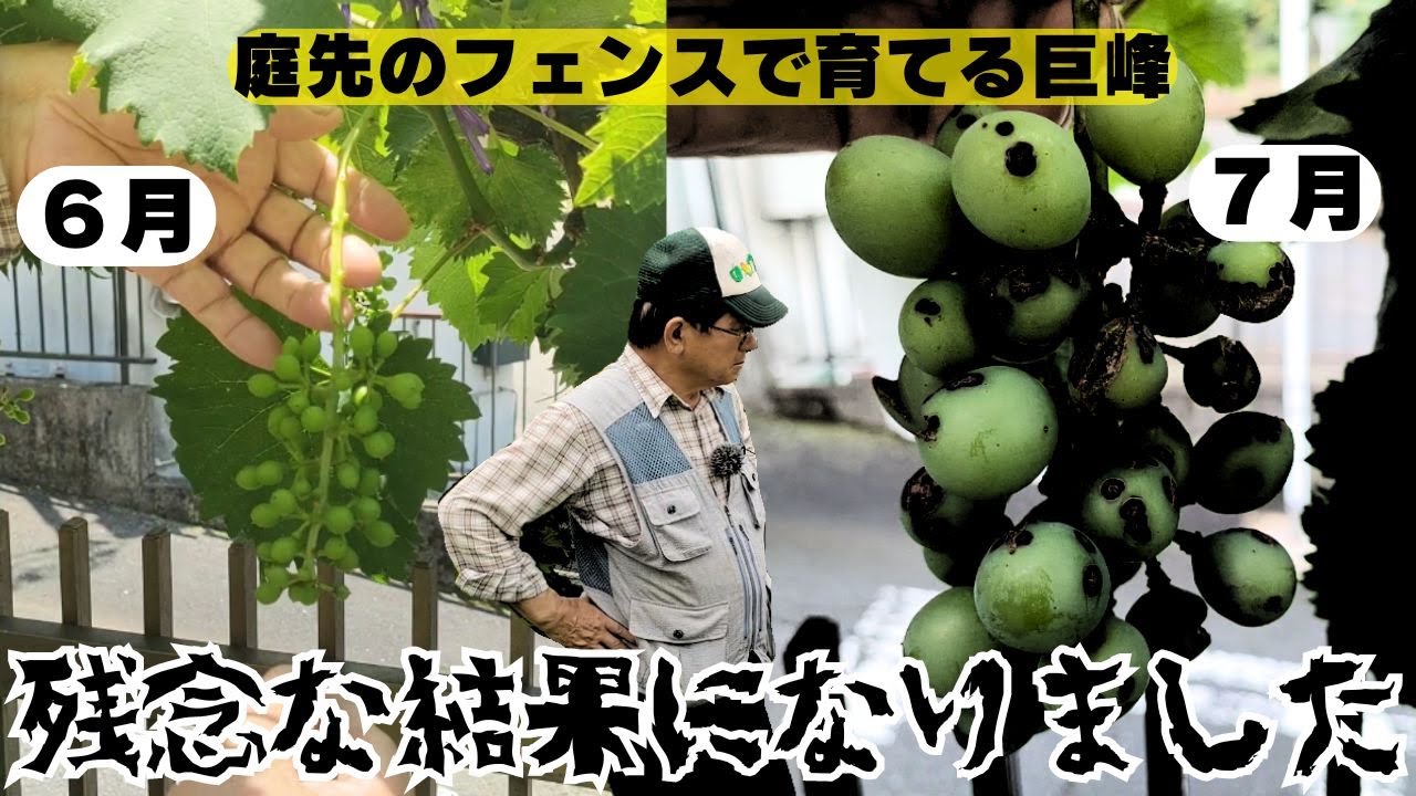 庭先のフェンスで育てる巨峰の生長６月７月【黒とう病】2024年6月3日　7月1日