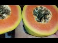 Papaya fruit  meza media fruit review