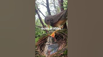 SURAH AL-IKHLAS I সূরা ইখলাস (سورة_الإخلاص) #egzonibrahimi #ikhlas #birds #shokalerdua #nature