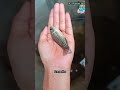 Tilapia Fish Life Cycle Tilapia Fish Farming Farm And Fish How To Make Money By Farming Tilapia Tilapia Fish Life Cycle Tilapia Fish Farming Farm And Fish How To Make Money By Farming Tilapia
