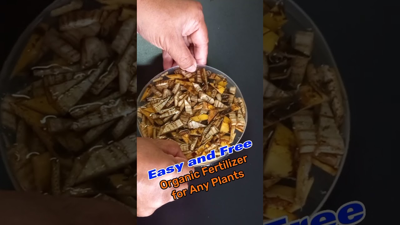 Easy and Free Fertilizer for Any Plants | Banana Peel Fertilizer 