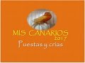 CRIAS DE CANARIOS 2017 / Segunda puesta y crias emplumadas