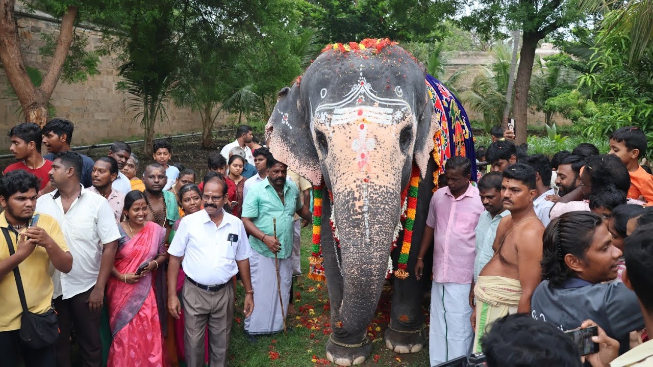 திருவானைக்காவல் அகிலா யானைக்கு 22வது பிறந்தநாள் கொண்டாட்டம்#thiruvanaikoviltemple #thiruvanaikovil
