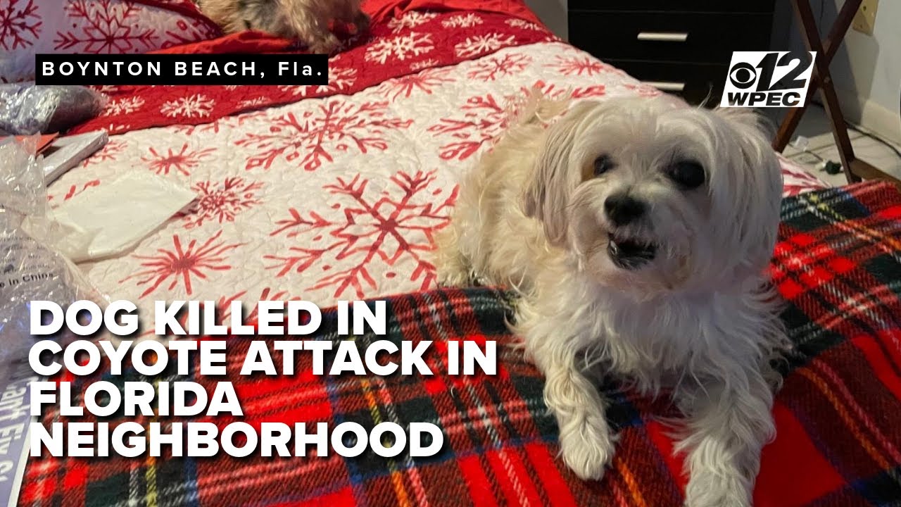 Florida family mourns beloved dog after deadly coyote attack - YouTube