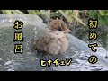 ヒナお風呂デビューしました 【すずめ日記】
