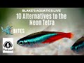 Episode 8 - 10 Alternatives to the Neon Tetra
