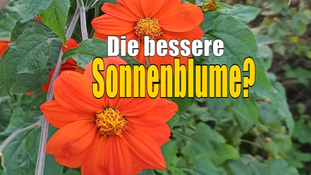 Mexikanische Sonnenblume blüht kaum? Dieser Standort macht den Unterschied
