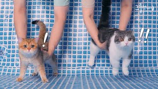 tricked the cat into a pool without water! funny cat reaction