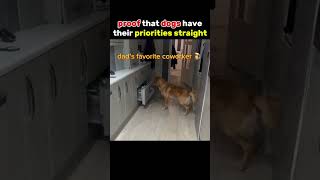 dogs making questionable life choices 😂🐶