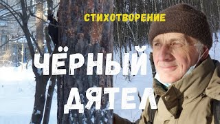 / Чёрный дятел / встреча с ним, познавательные видео стихи /