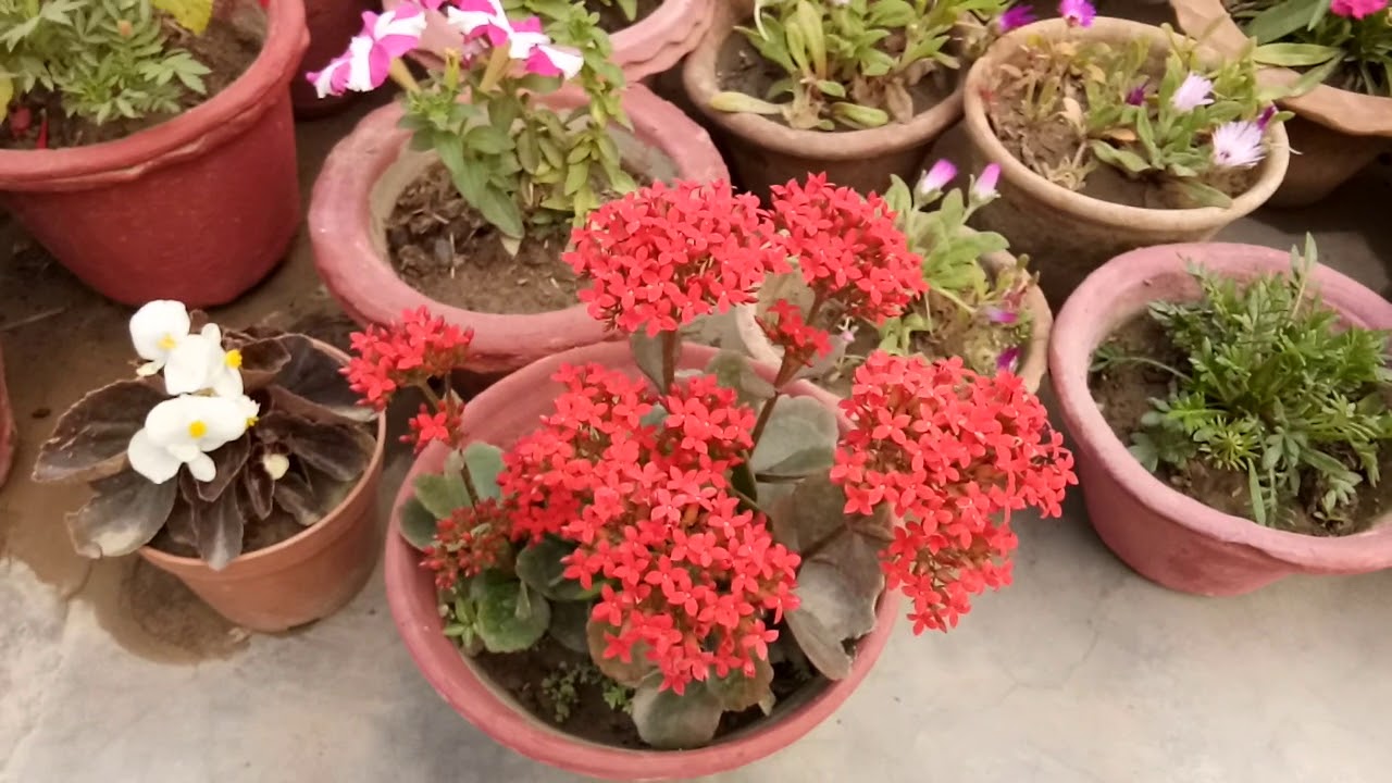 How to grow & care Kalanchoe plant (200)