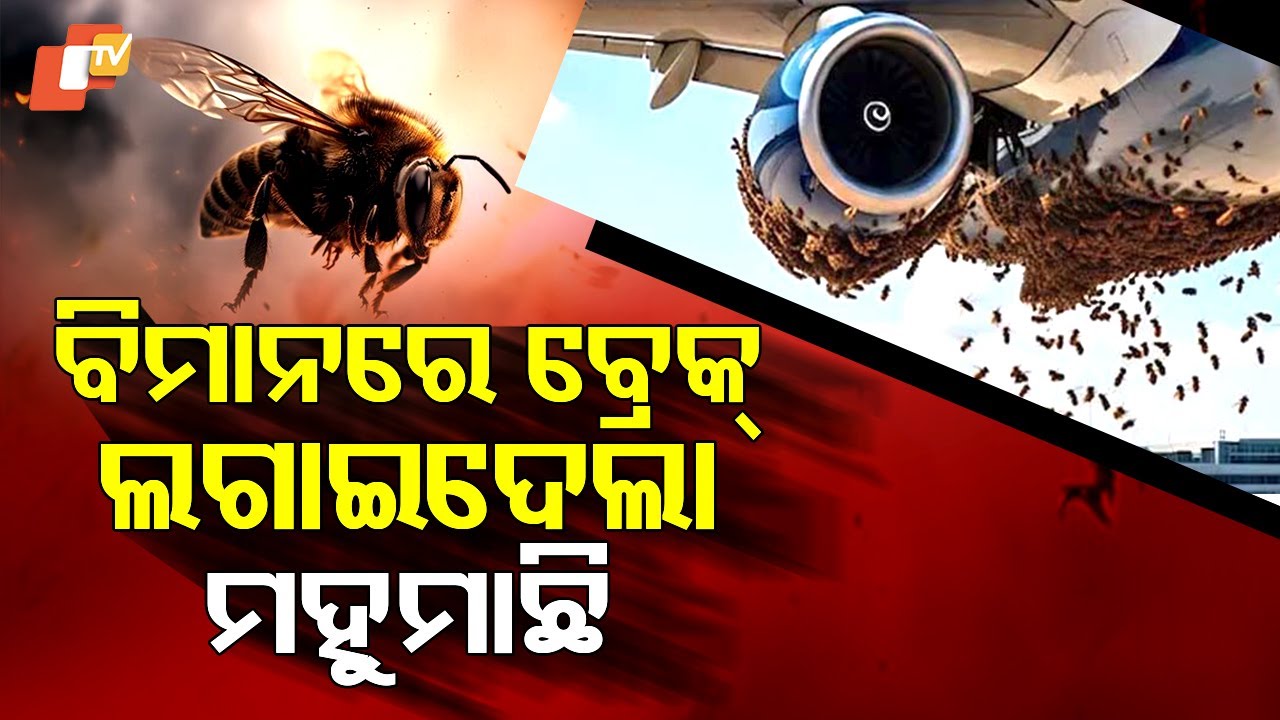 Special Story:  Flight Halted by Bee Attack! IndiGo 6E-784 Delayed at Surat Airport