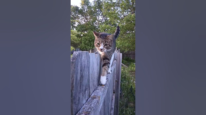 covert silly cat