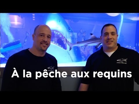 Les pêches improbables de vidéo