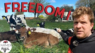 CALVES SEE GRASS FOR THE 1st TIME| CALF UPDATE 2024