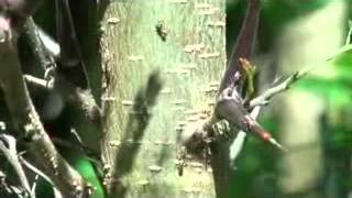 Acacia ants on patrol.