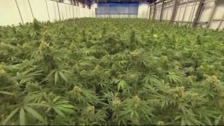 Voters pass Springfield marijuana sales tax