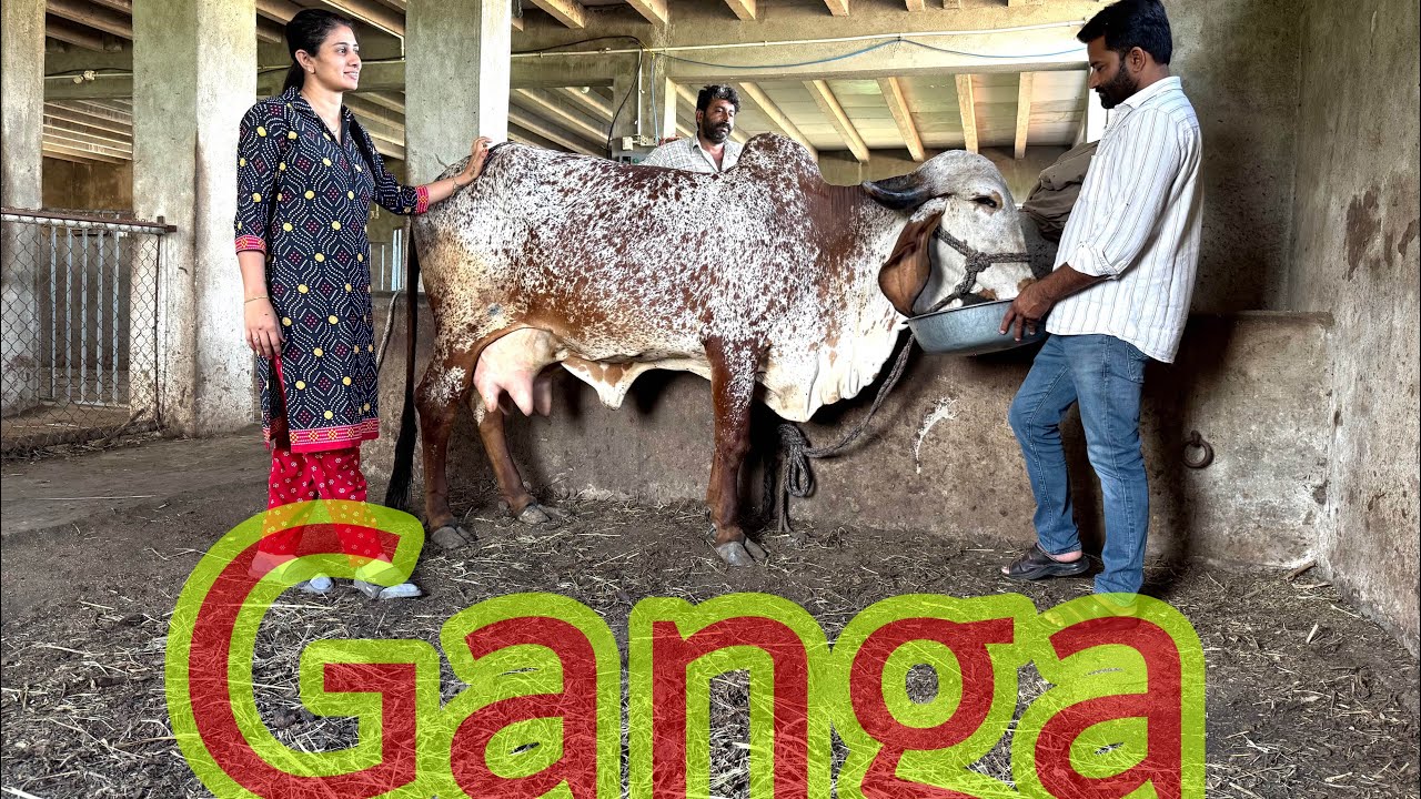 Hamara new cow and dusra  surprise sabke liye 