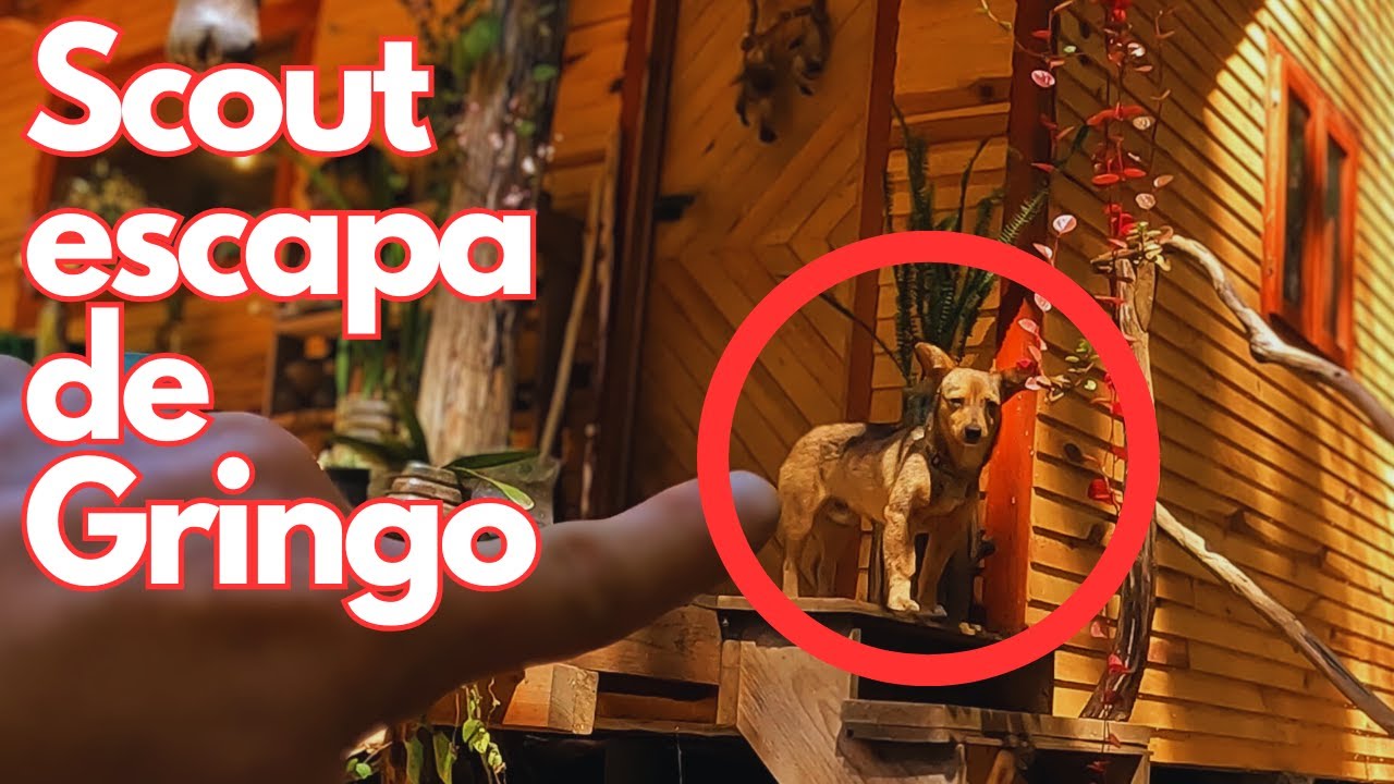 Scout escapa de Gringo en Oaxaca