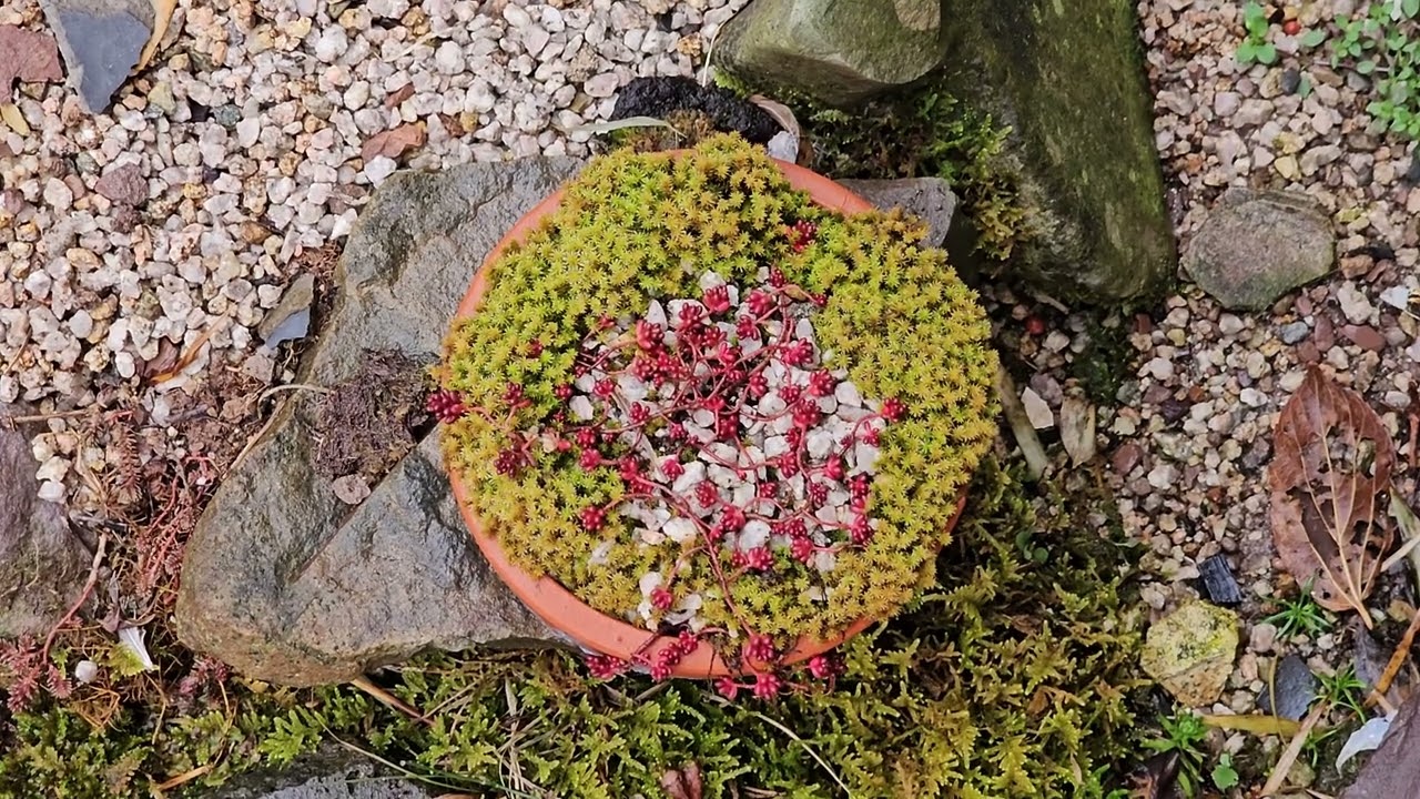 이제부터 바위솔이다