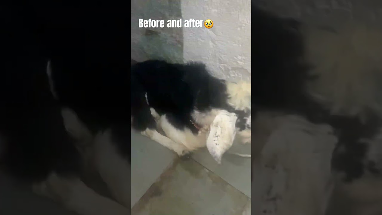 Miss you Badshah🫀❤️