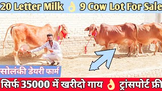 20 Letter Milk 👌शीशपाल जी की फुल गारंटी वाली ✅ 9 Cow Lot For Sale 👍 Most Popular Sahiwal Rathi Cows