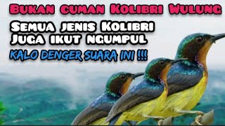 Suara Pikat Kolibri Wulung Paling Ampuh||Suara Kolibri Ribut