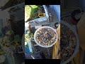 RoboFeather Initiative — Automation Feeds the Future - 31 October 2025 #homelab #garden #shorts