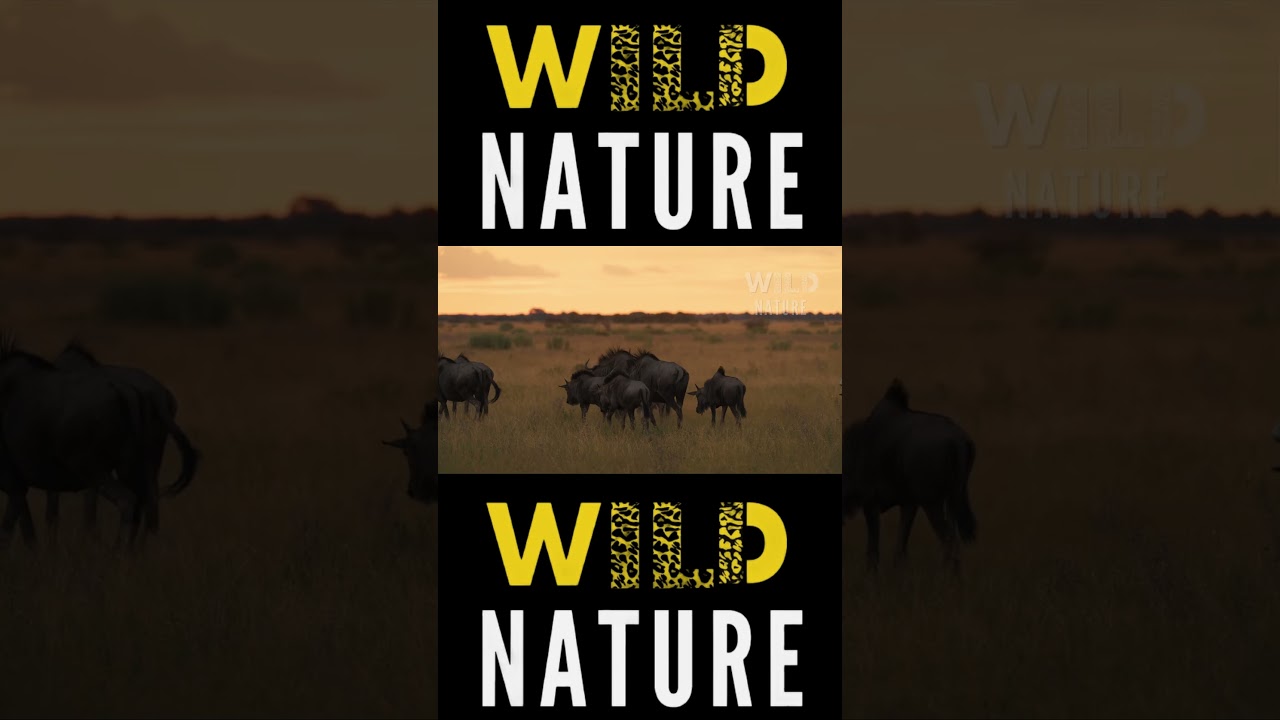 ДИКАЯ САВАННА | Тайна львиных воинов | Документальный фильм о природе и животных