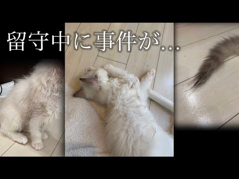 子猫がハエ取り棒に…粘着剤を除去する方法試してみた【らぐどーるの日常#2】
