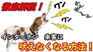 【犬の吠え】来客時やインターホンの音への“犬の吠え”の具体的な改善方法を徹底解説
