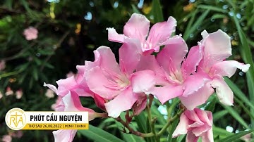 Phút Cầu Nguyện, Thứ Sáu 26/08/2022: Tâm Hồn Khiêm Hạ