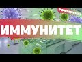 Иммунитет / Как повысить иммунитет/ Иммунитет ребенка / КЛАССИФИКАЦИЯ / ОСНОВЫ ФИЗИОЛОГИИ