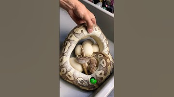 She lost a lot of weight! #molinarosnakelab #snakebreeding #royalpython #python #ballpythonbreeding