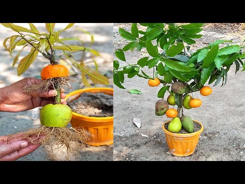 DIY Best:How To Growing Mango Tree and Orang Fruit & Java Apple Fruit To be Single Tree:Mixed fruits