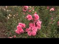 готовим розы к зиме, питомник роз полины козловой rozarium.biz, preparing roses for winter