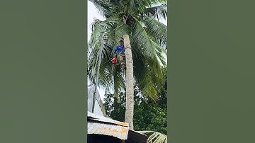 Cưa cây Dừa siêu khó trên nóc nhà