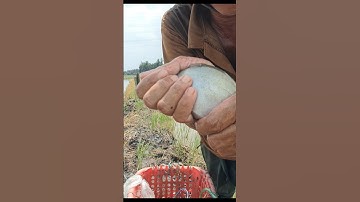 Thăm Lờ Dính Cá Thác Lác Ruộng, Cá Lóc Đồng #shorts #cáThácLác #bắtcálócđồng