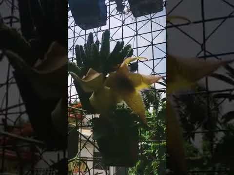ვიდეო: Stapelia - ლამაზი და ორიგინალური წვნიანი მცენარე დაამშვენებს თქვენს ფანჯრის რაფაზე