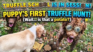 Teaching Puppies How to Find Expensive Truffles!