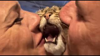 These Cats Are So Funny Funniest Cats Videos Of 2026 So Far