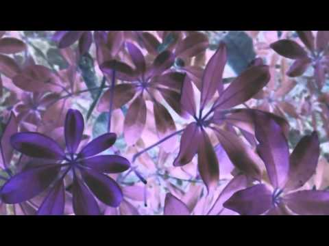 Jose Gonzalez - Leaf Off / The Cave
