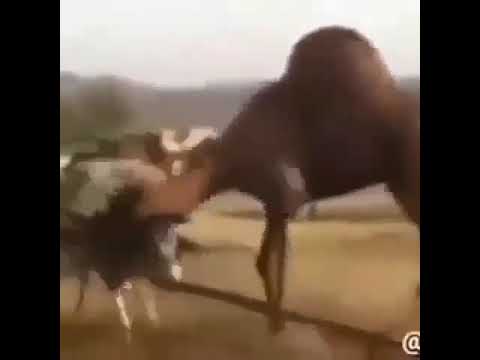 دوستان عزیز مسابقه خر و شوتور هه Youtube