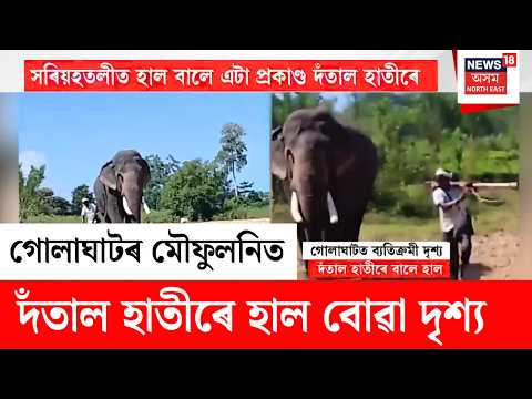 Farmer Ploughs Field With the Help of a Elephant | গোলাঘাটৰ মৌফুলনিত দেখা গ’ল এক ব্যতিক্ৰমী দৃশ্য