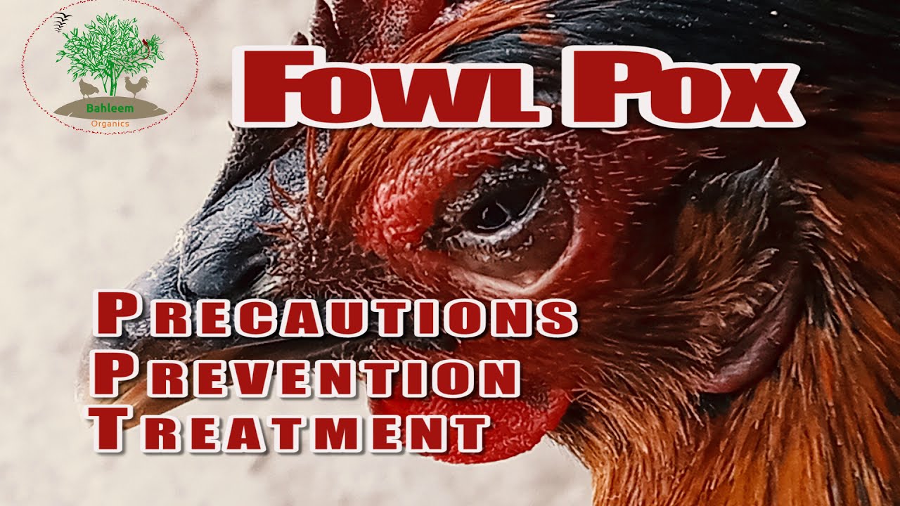 How to Treat Fowl Pox in Chickens YouTube